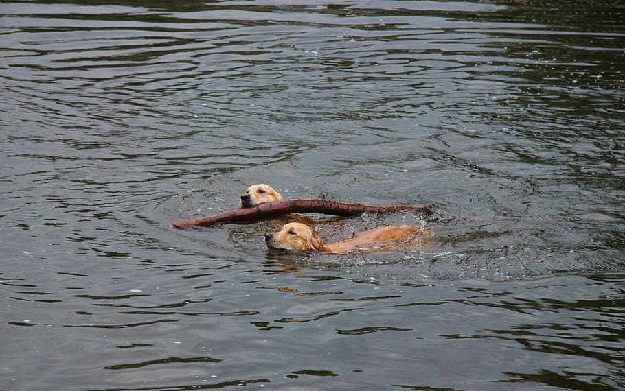 golden retriever, dog, batons, floor, gassi, water, lake, pond, HD wallpaper