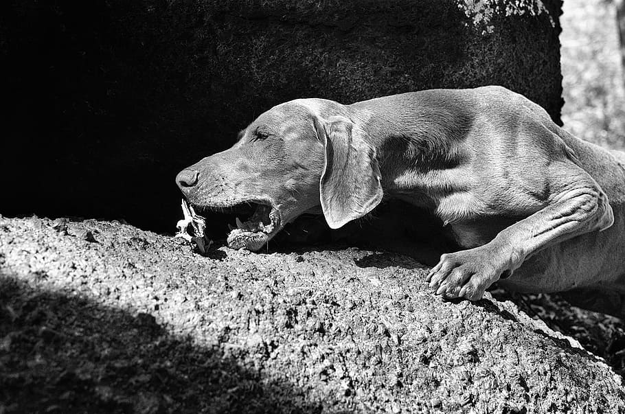 bones, weimaraner, dog, animal, animal themes, mammal, one animal HD wallpaper