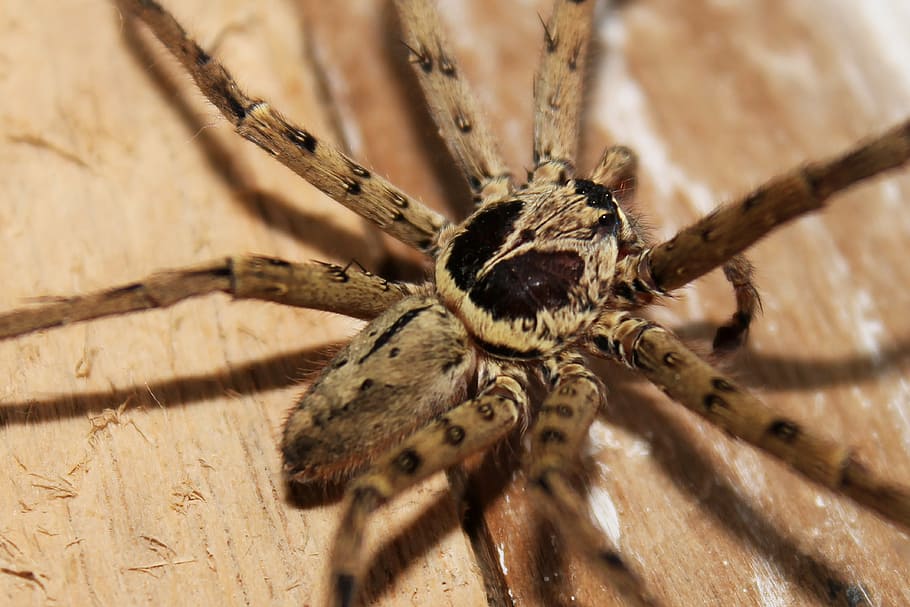 selective focus photography of brown huntsman spider, insect