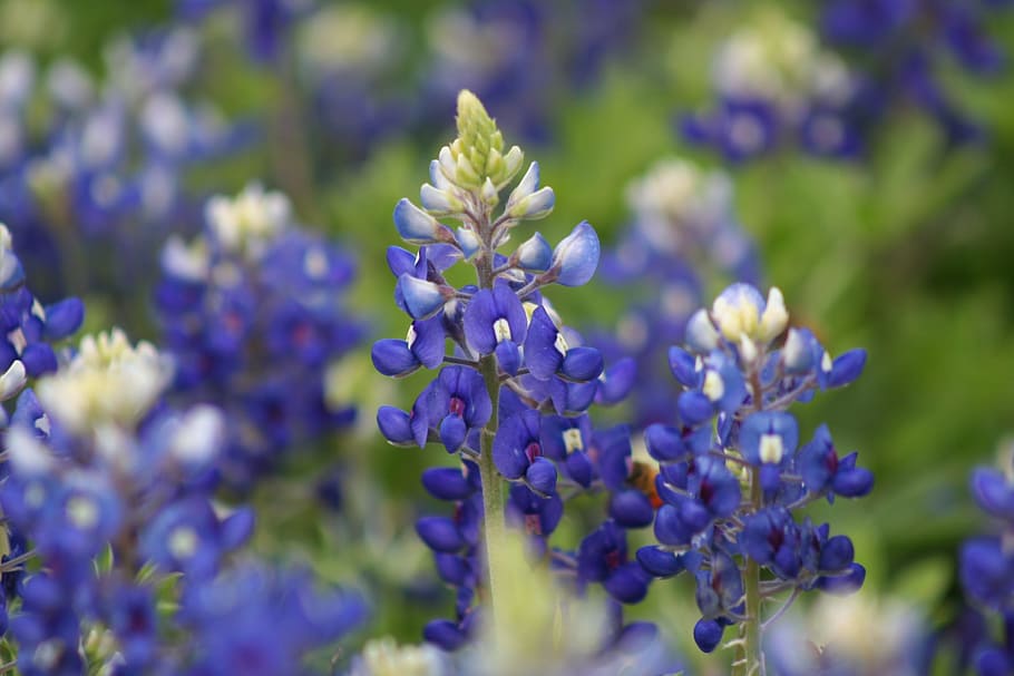 shallow focus of blue flowers, Bluebonnets, Texas, Spring, texas bluebonnets