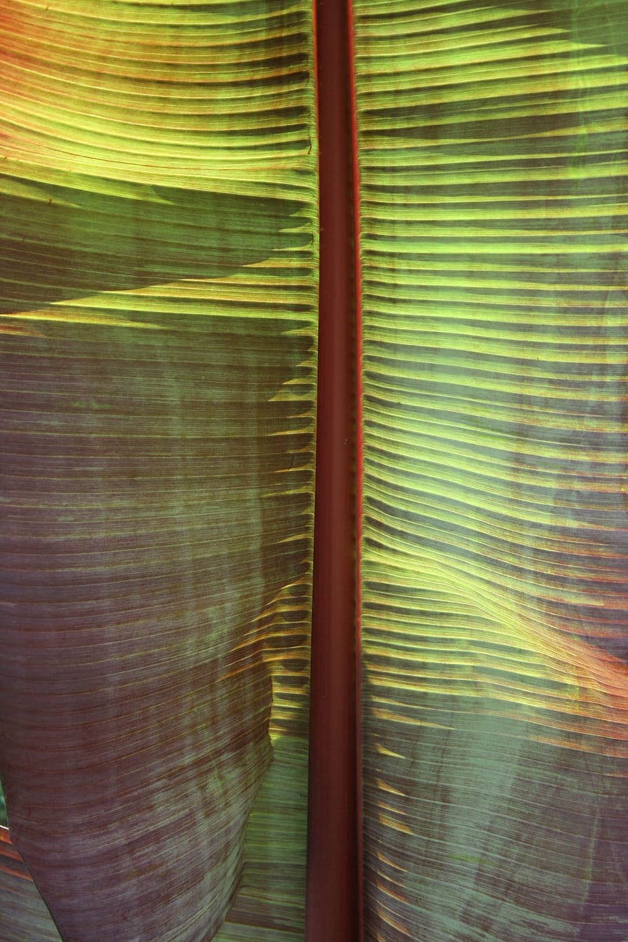palm, palm leaf, multi-coloured, close-up, no people, window HD wallpaper