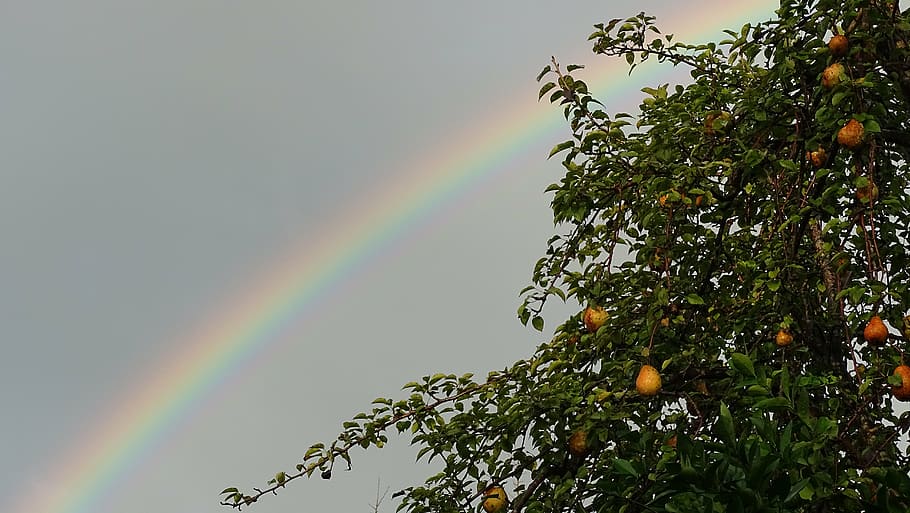 rainbow, sky, plant, tree, pear, beauty in nature, multi colored HD wallpaper