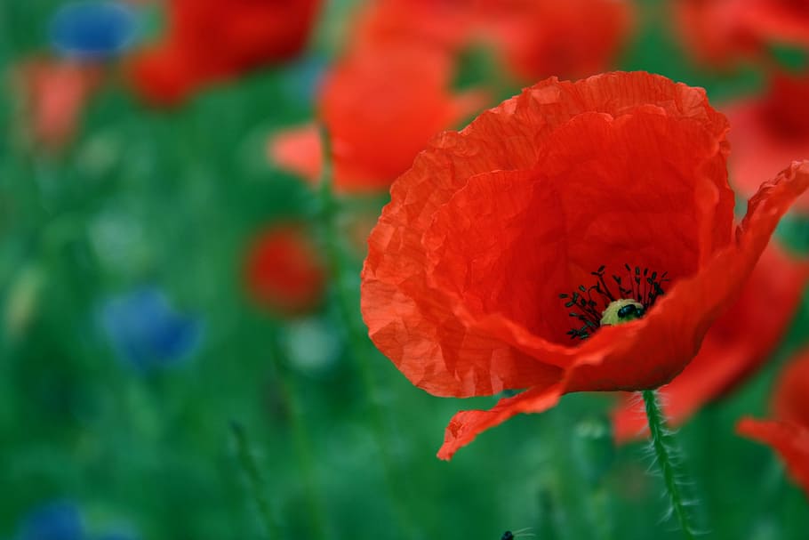 Poppy, Flower, Color, red, summer, klatschmohn, nature, macro HD wallpaper
