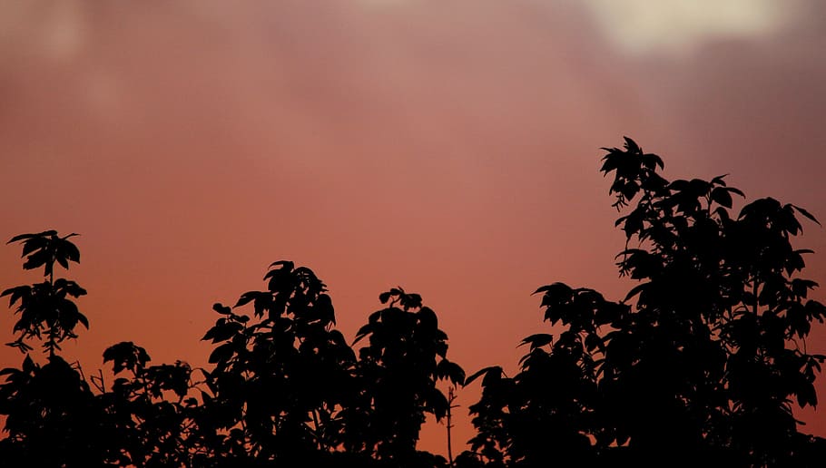 Sunset, Orange, Pink, Glowing, Trees, orange-pink, silhouette HD wallpaper