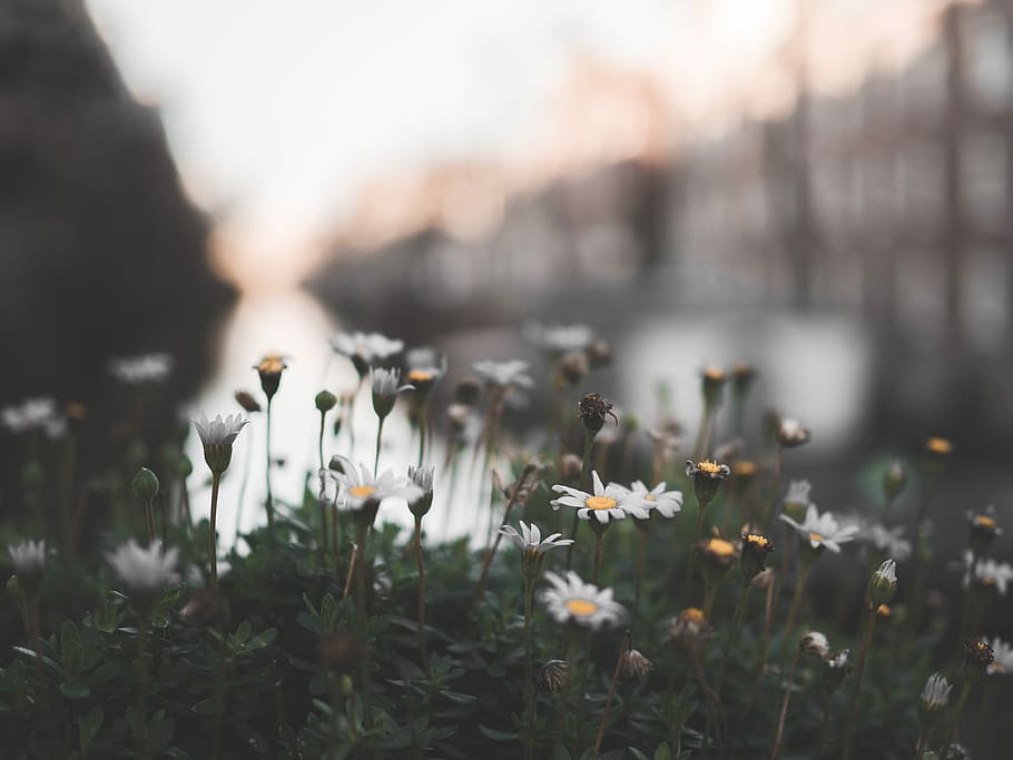 white shadow focused of white flower, closeup photo of white petaled flowers HD wallpaper