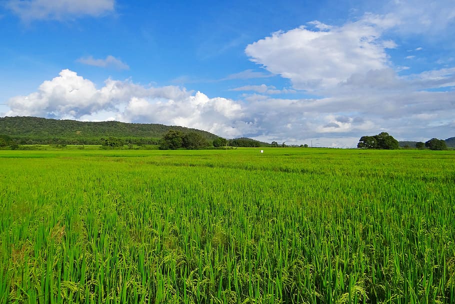green grass field under blue and white cloudy sky, rice, paddy