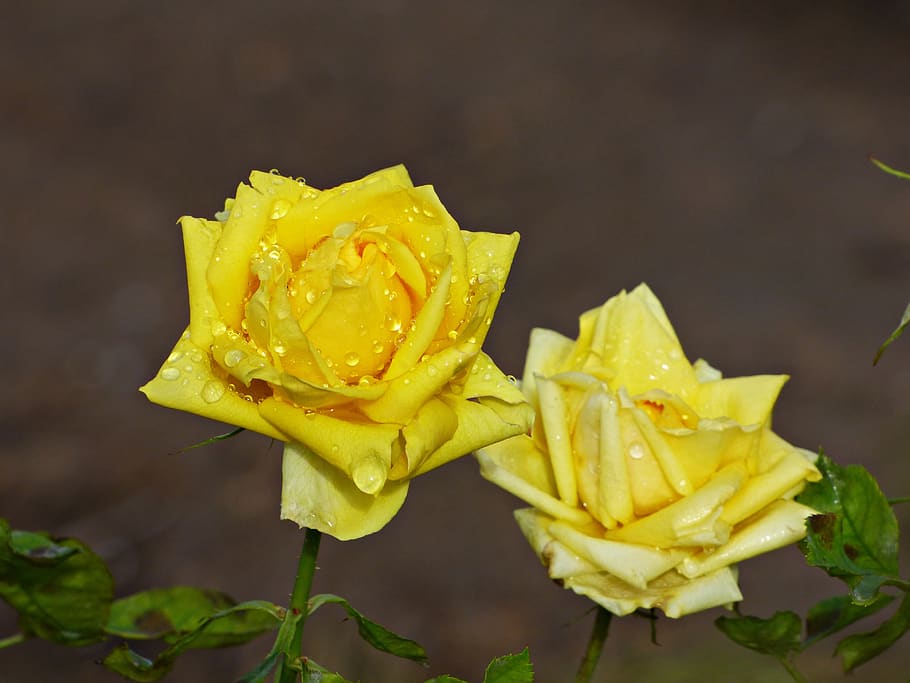 roses, yellow, flowers, rain, spring, petals, drops of rain, HD wallpaper