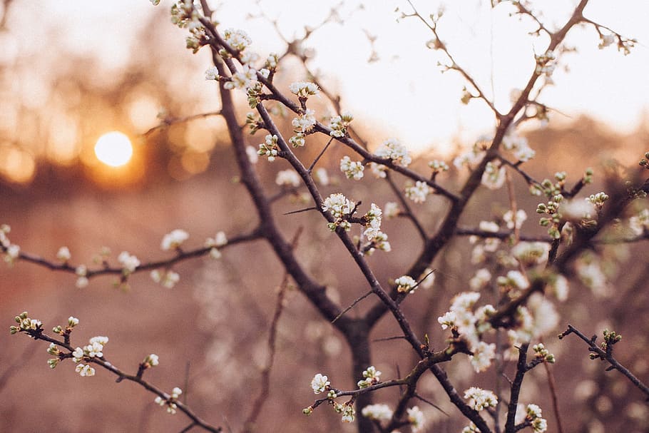 white petaled flowers at bloom, flowering tree, branches, twigs HD wallpaper