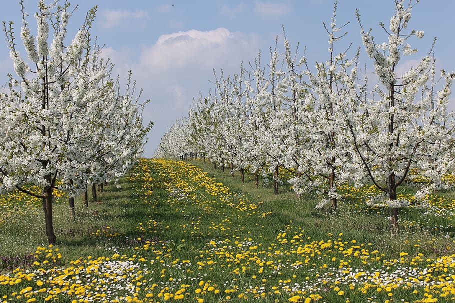 cherries, cherry blossom, plant, flower, flowering plant, growth HD wallpaper