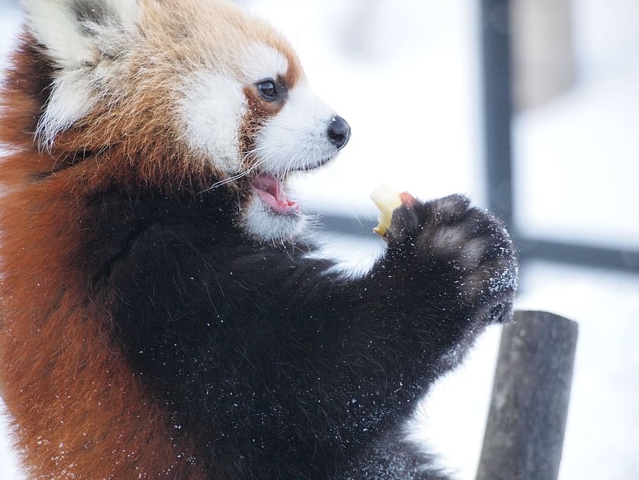 red panda, diet, zoo, cute, cute animals, eat, one animal, animal themes