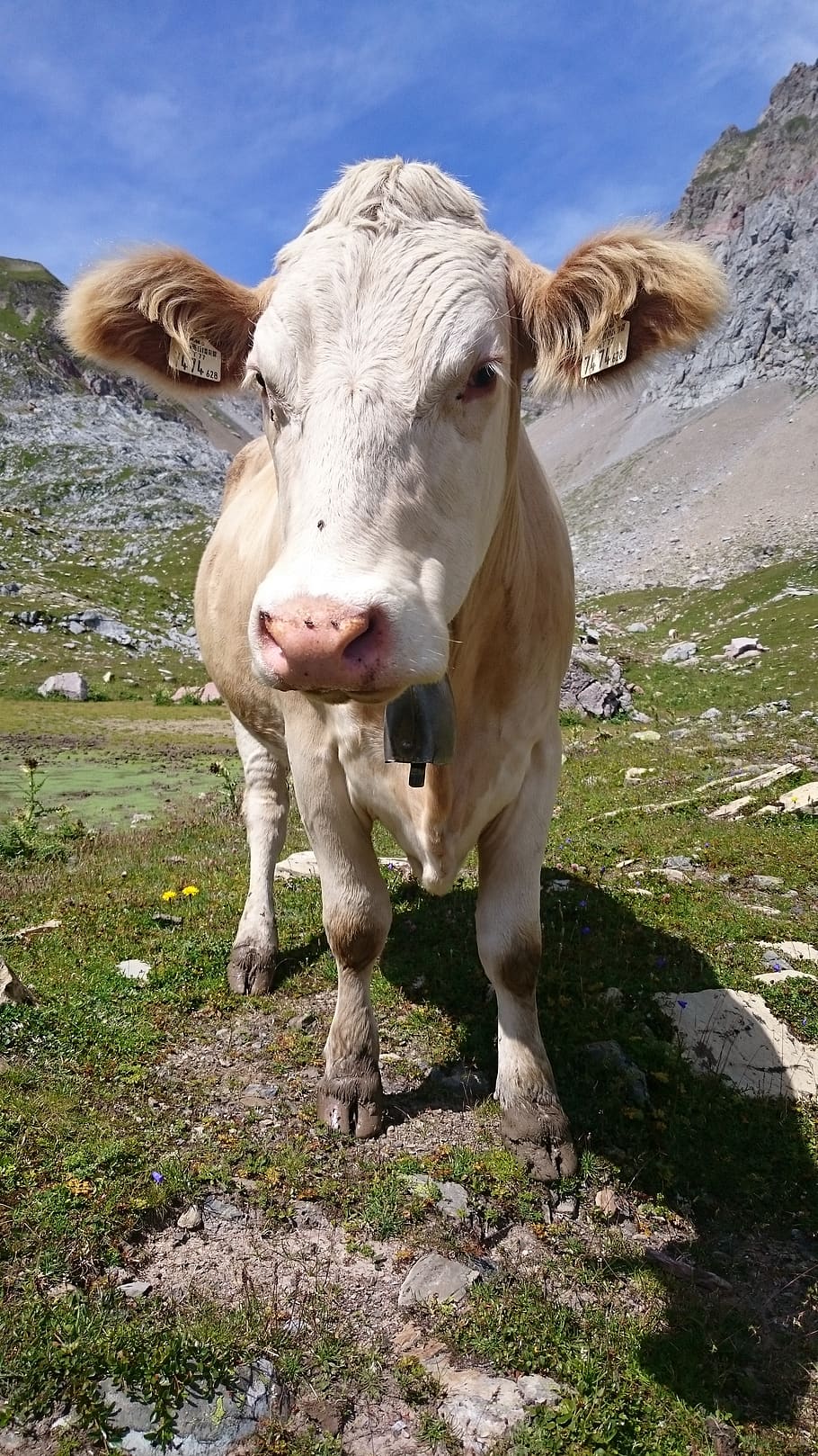 cow, view, nature, mammal, animal, animal themes, pets, domestic animals HD wallpaper