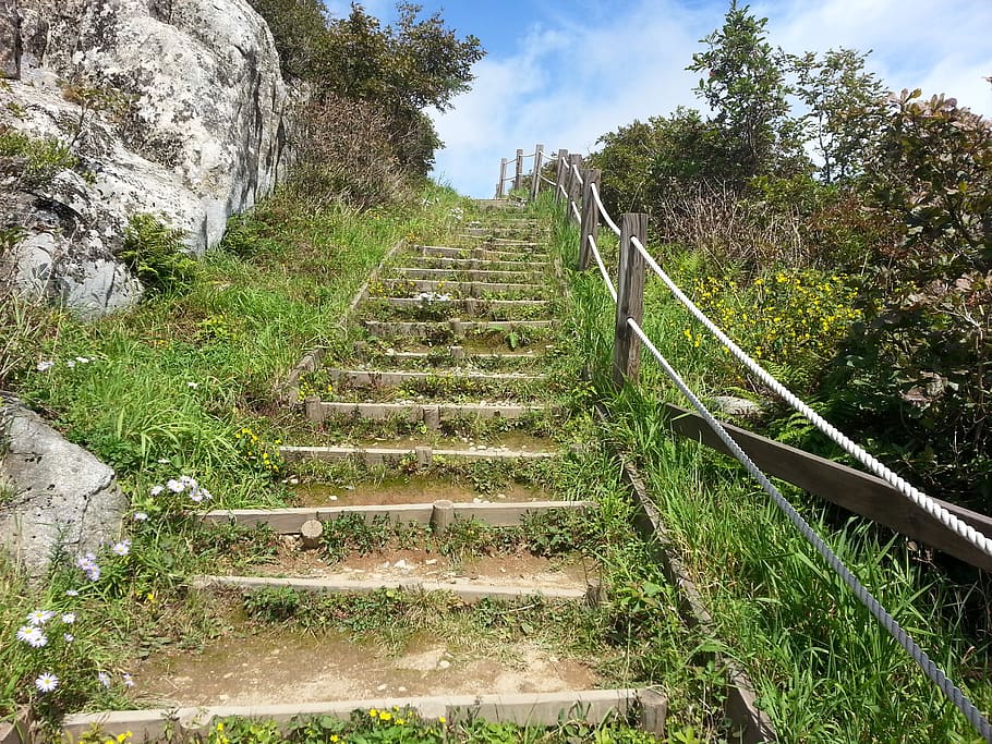 stairs, ms when the ranch, forest road, plant, the way forward HD wallpaper