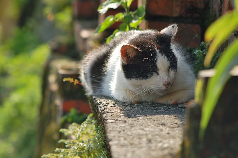 animal, cat, animal themes, mammal, one animal, domestic, pets HD wallpaper