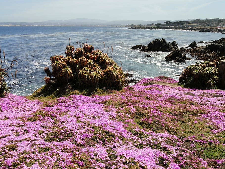 pink petaled flowers in cliff in front ocean, pacific grove, california, HD wallpaper