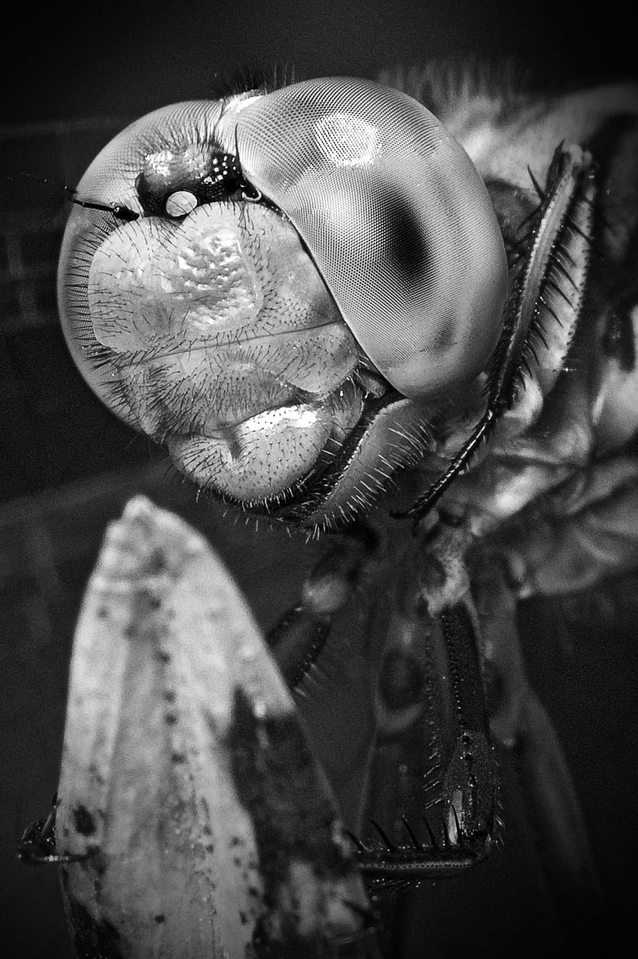 dragonfly, eyes, macro, insect, nature, animal, bug, wildlife HD wallpaper