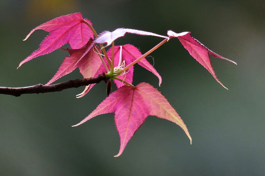 maple leaf, nature, plant, flower, color, park, outdoor, close-up HD wallpaper