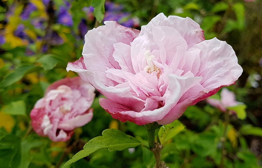 flower, flora, nature, leaf, garden, petal, floral, flowering plant HD wallpaper