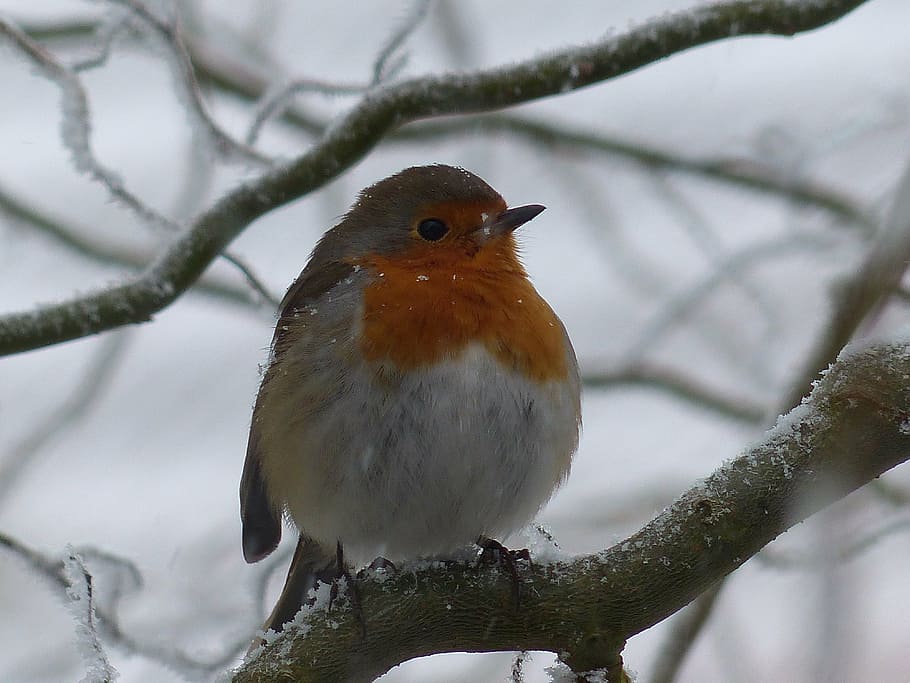 close-up photography of European robin perching on branch, bird HD wallpaper
