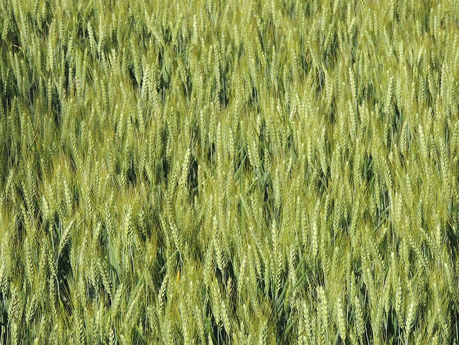 wheat, epi, cornfield, spring, nature, agriculture, cereals HD wallpaper