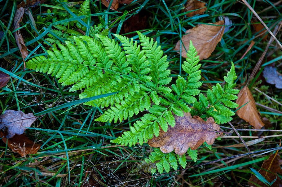 leaf, plant, nature, environment, green color, growth, plant part HD wallpaper
