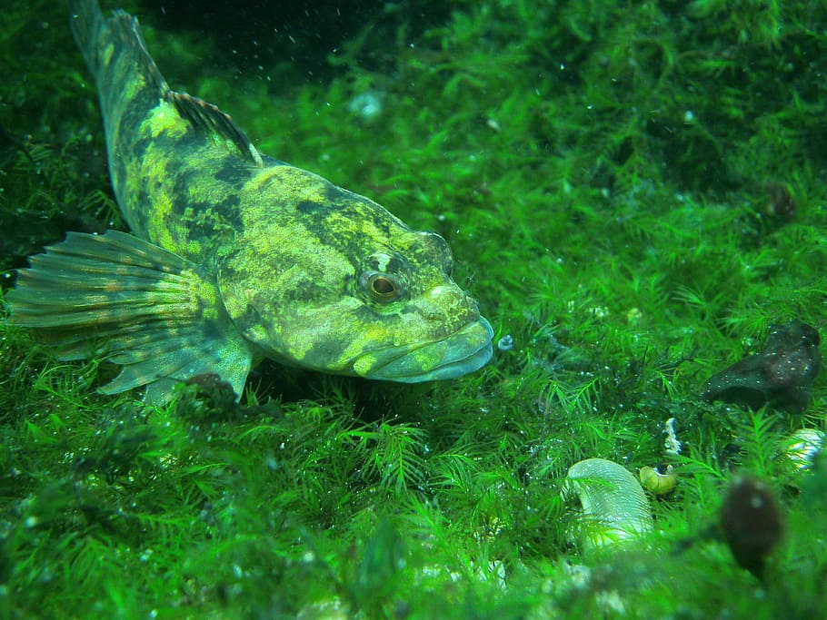 green, fish, fresh, water, wildlife, nature, animal, animal themes HD wallpaper