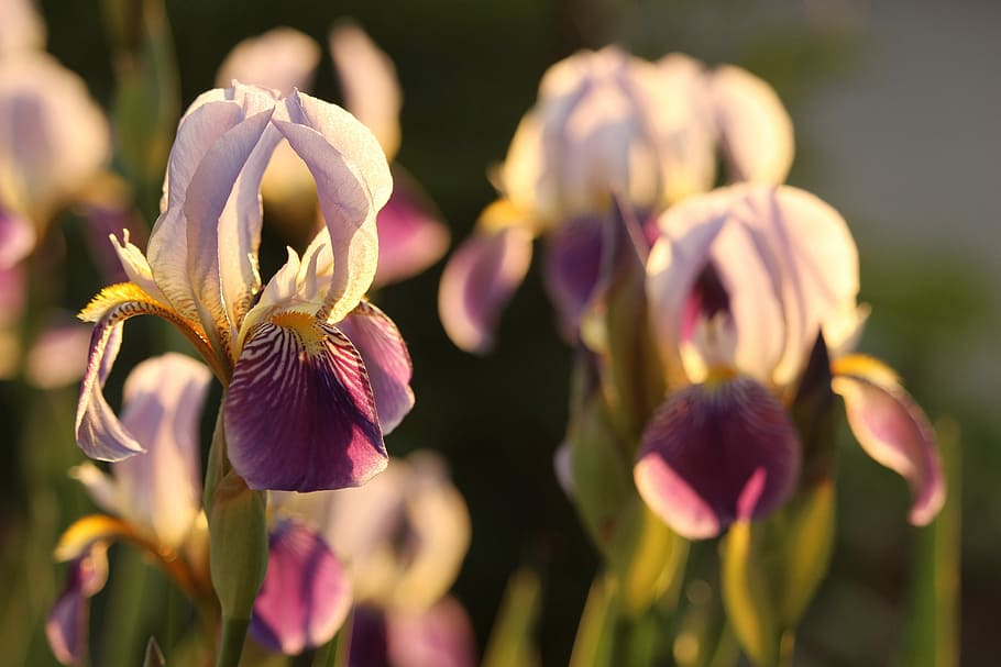 iris, purple, flower, nature, plant, schwertliliengewaechs HD wallpaper
