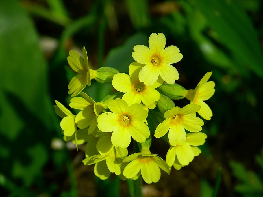 veris, flower, yellow, bloom, beautiful, rarely, nature, protected, HD wallpaper