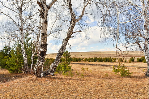 white and black withered trees during daytime, birch trees HD wallpaper