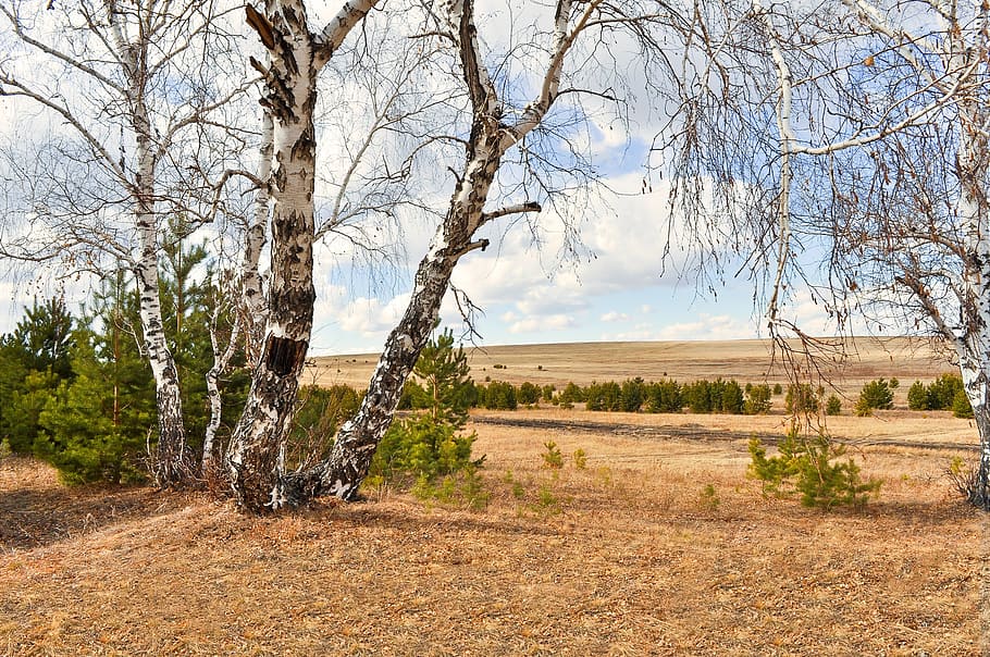 white and black withered trees during daytime, birch trees HD wallpaper