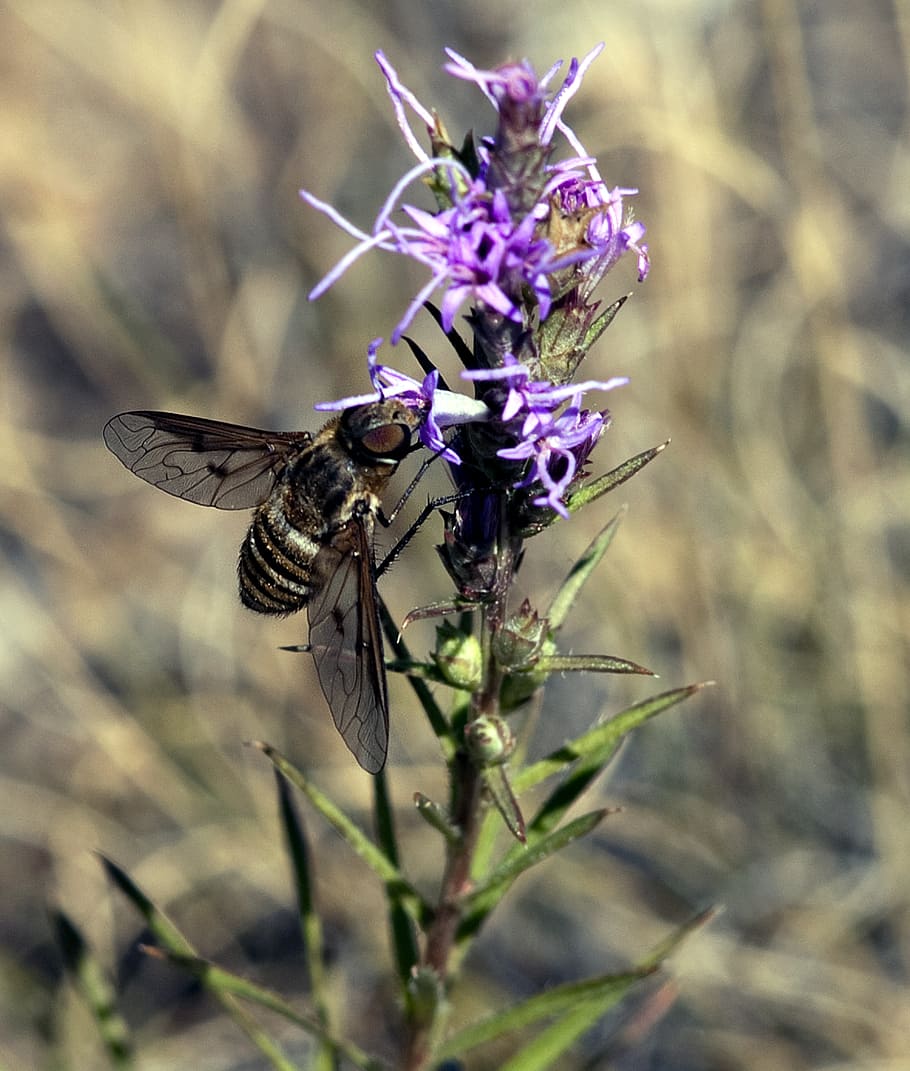 bee, pollinator, pollination, flower, insect, animal, animal themes HD wallpaper