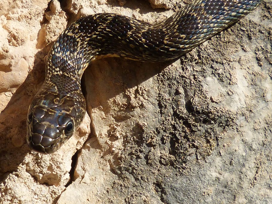 black snake, threat, one animal, animal themes, animal wildlife HD wallpaper