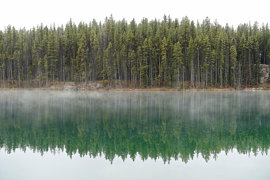 green tree near body of water, reflection, lake, environment HD wallpaper