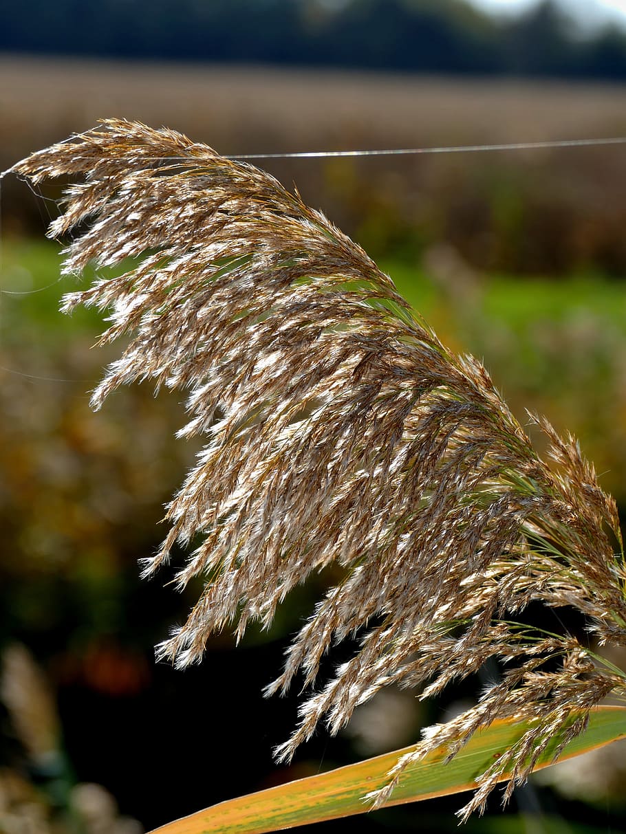 common reed, plant, spider web, indian, summer, autumn, focus on foreground