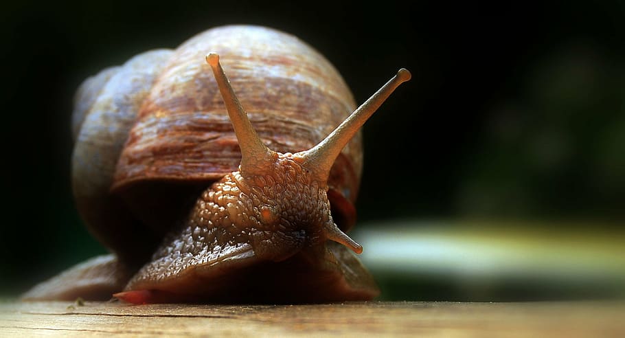 photography of brown snail, eye, slowly, probe, molluscs, housing HD wallpaper