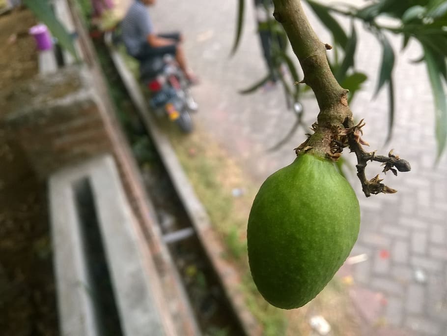 mango, fruit, green, fresh, food and drink, healthy eating HD wallpaper
