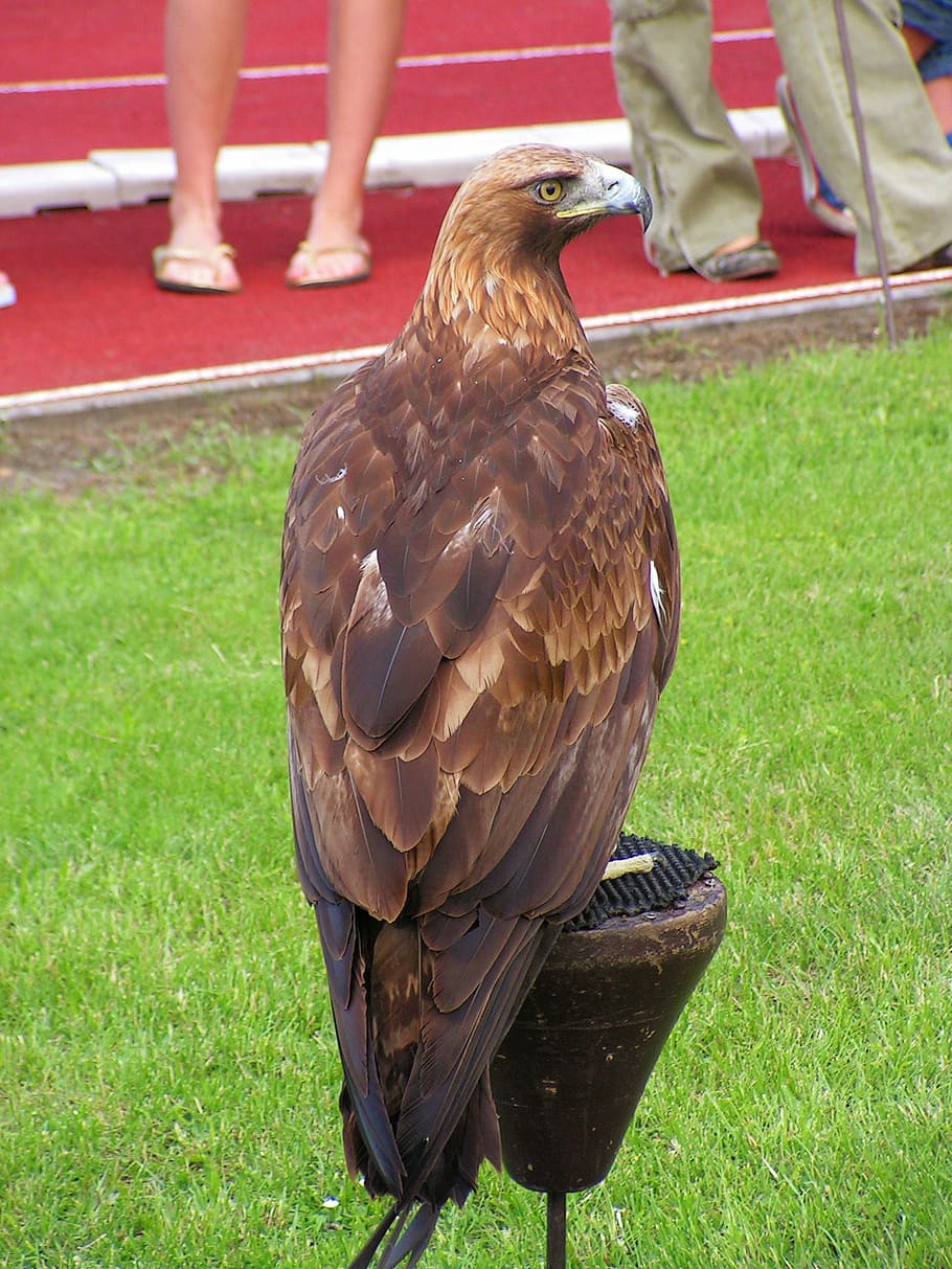 eagle rock, falconry, predator, bird, vertebrate, grass, one animal HD wallpaper