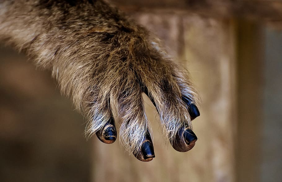 Barbary Ape, Foot, Close, endangered species, feed, monkey mountain salem, HD wallpaper