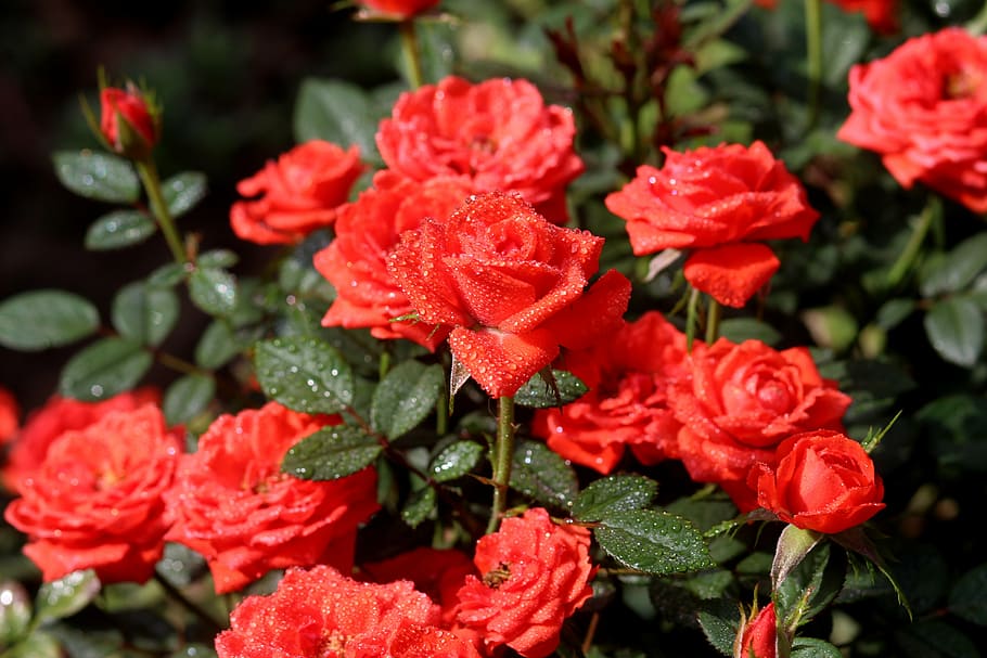red roses, dew, flower, supplies, growth, plant, nature, leaf HD wallpaper