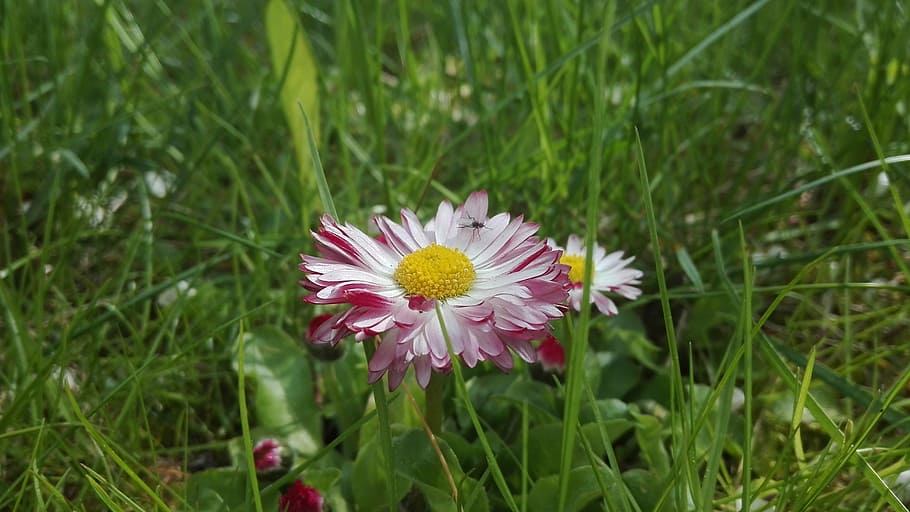 flower, grass, nature, green, garden, daisies, blooms, insect HD wallpaper