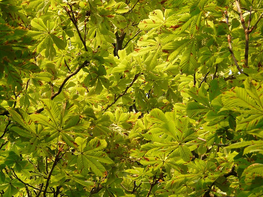 Hd Wallpaper Chestnut Buckeye Tree Leaves Foliage Green Top Aesthetic Wallpaper Flare Browse through splendid varieties of pure and safe. hd wallpaper chestnut buckeye tree