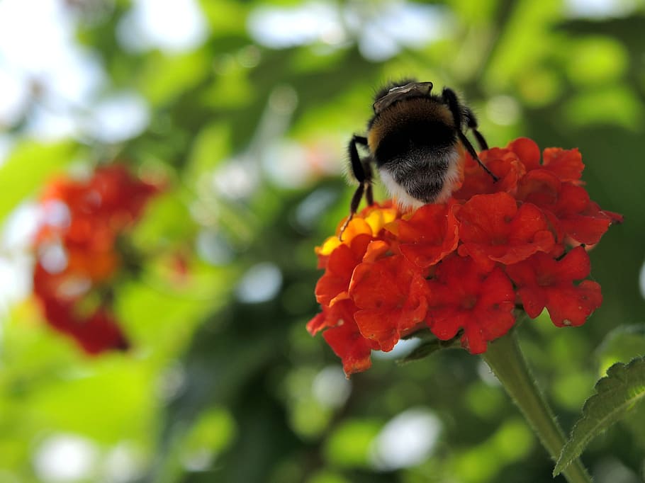 flower, nature, flora, bumblebee, pollination, bloom, green HD wallpaper