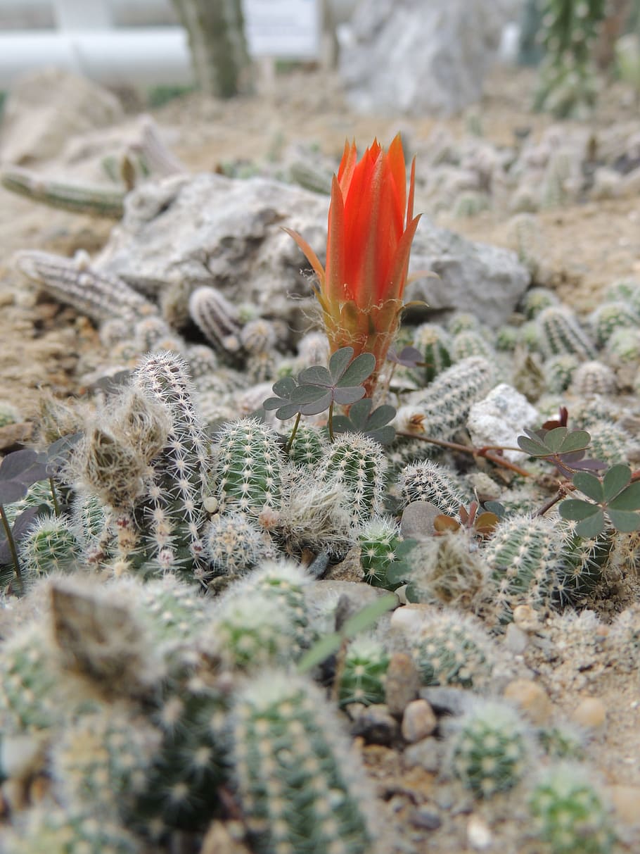 Cactus, Flower, Thorns, Desert, growth, nature, plant, no people HD wallpaper