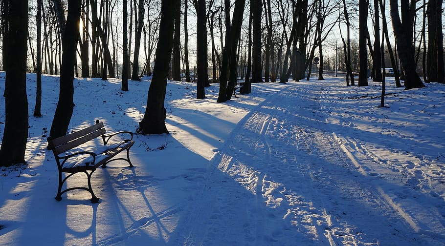 landscape, view, place, park, the path, way, winter, snow, tree HD wallpaper