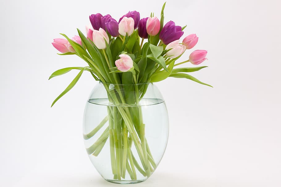purple and pink flowers inside glass vase with water, tulip, tulip bouquet, HD wallpaper