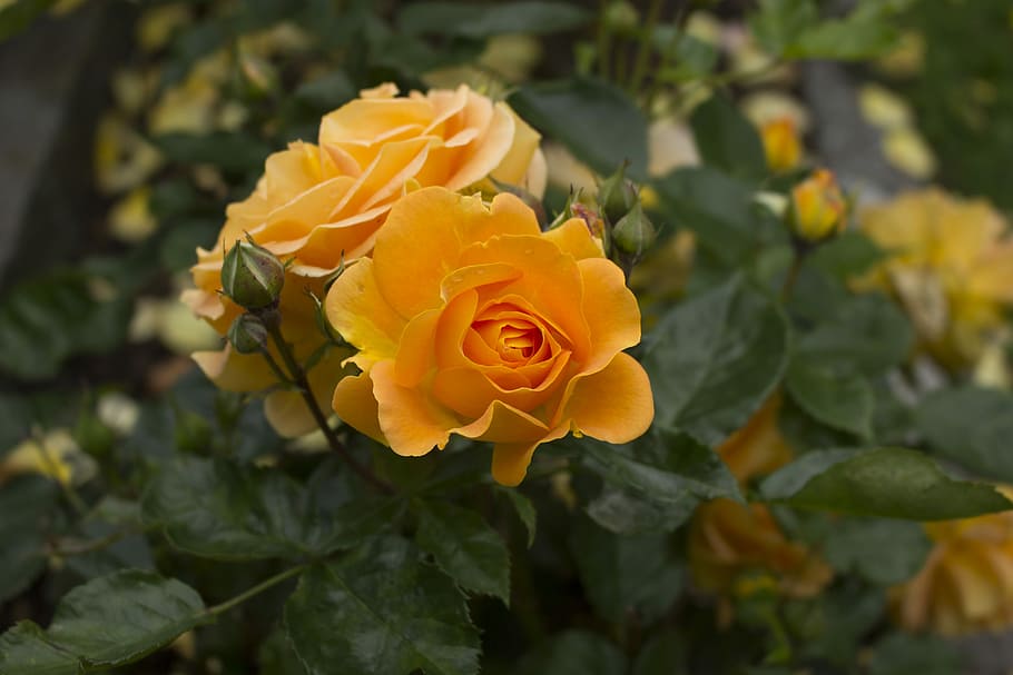 Rose, Garden, Blossom, Bloom, Nature, rose blooms, beautiful HD wallpaper
