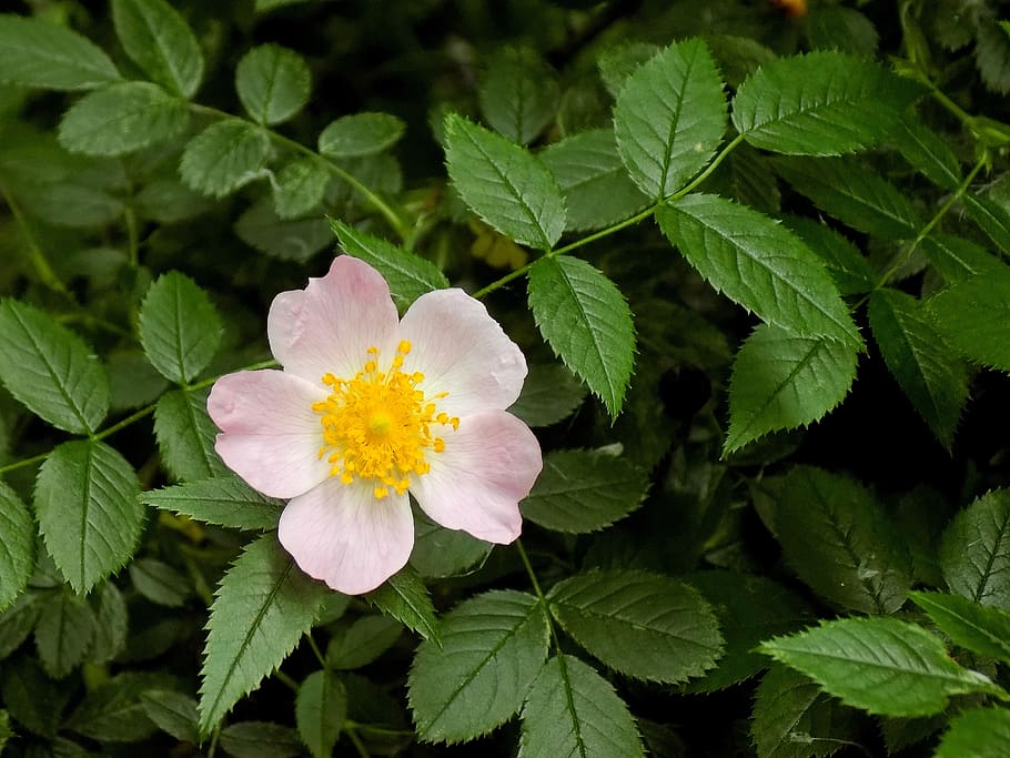 rose, nature, sheet, flower, garden, outdoors, flowering plant HD wallpaper