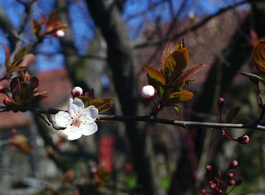 Flower, Plum, Spring, Bloom, Growth, nature, blossom, petal HD wallpaper
