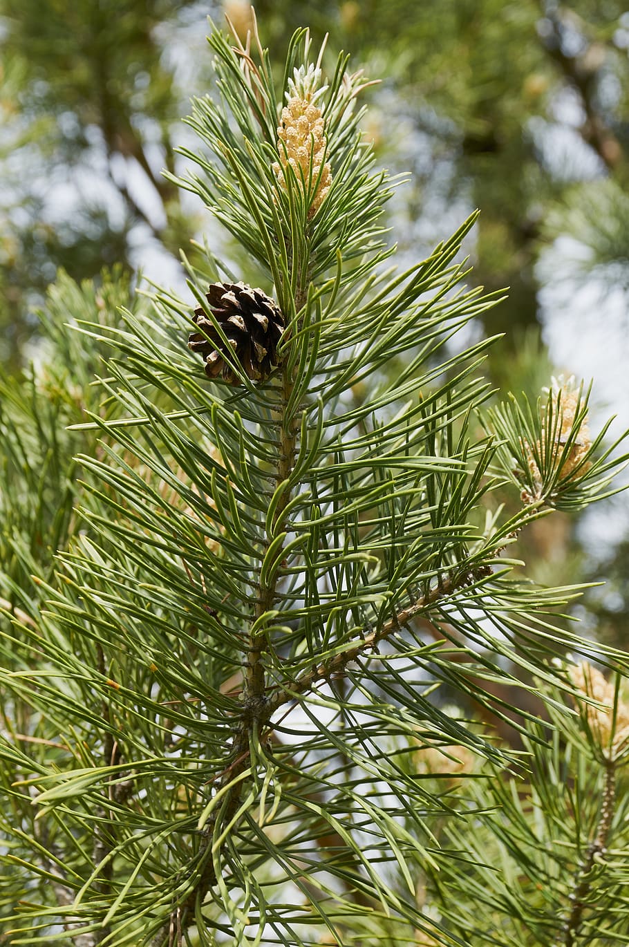 forest, tree, pine cone, coniferous tree, nature, plant, animal wildlife HD wallpaper
