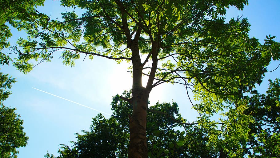 sun, tree, sky, green, nature, landscape, summer, crown, log HD wallpaper