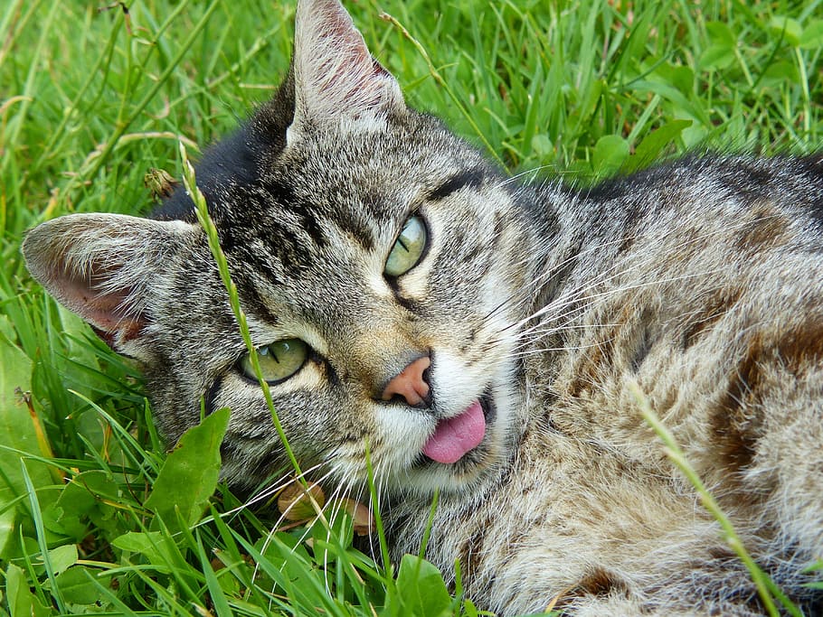 silver tabby cat on green grass, striped, mackerel, fur, pet HD wallpaper